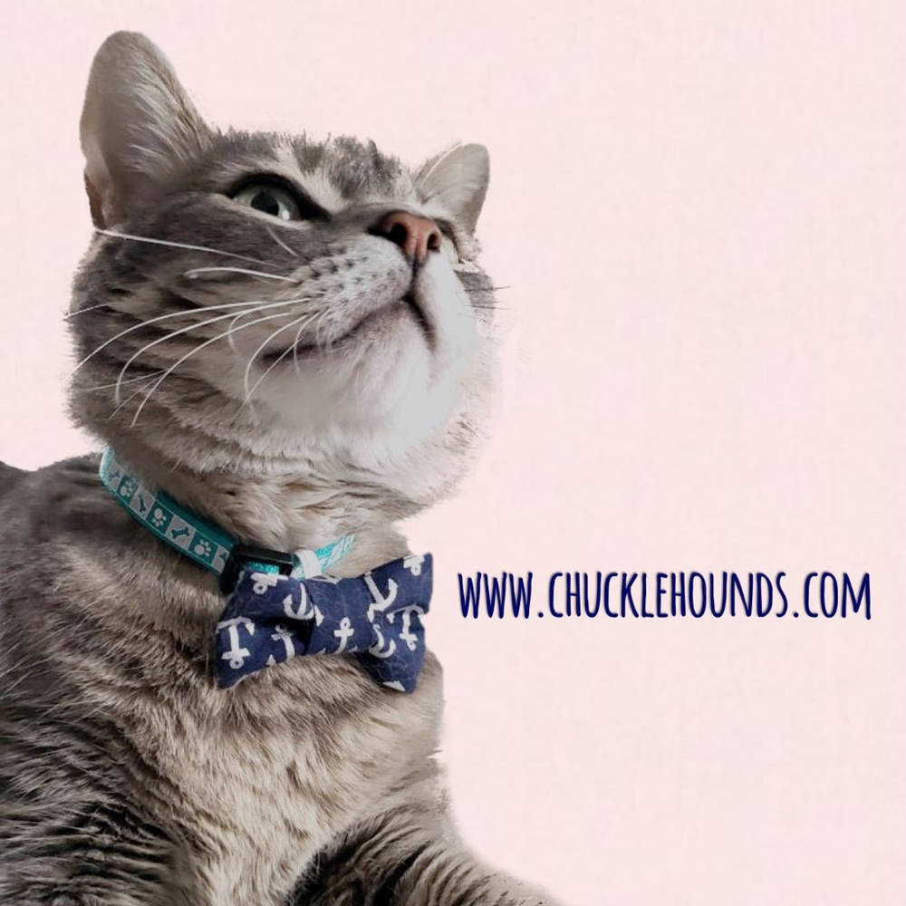 NWT - Anchor cat bow